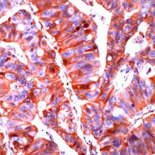 北京康為世紀生物科技 引領精準與高效的生命科學工具
